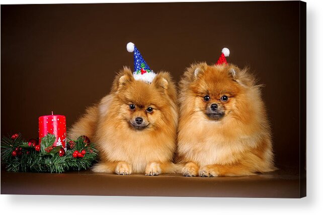 Christmas Acrylic Print featuring the photograph Cute Christmas Dogs by Doc Braham