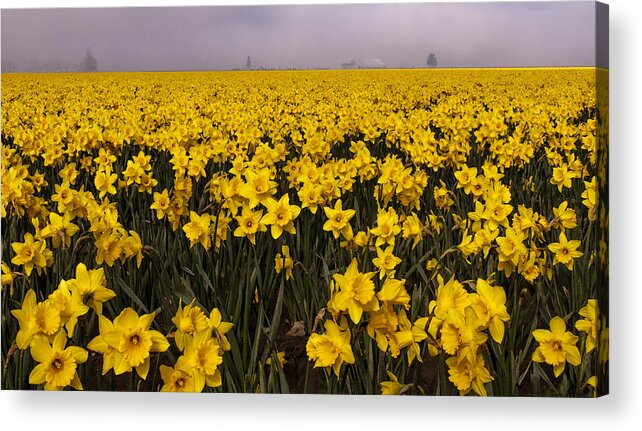 Daffodil Acrylic Print featuring the photograph Daffodil Fields of Fog by Tony Locke