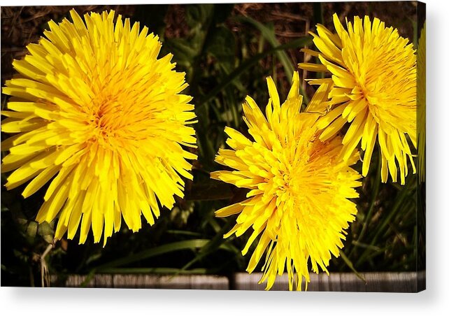 Dandelion Acrylic Print featuring the photograph Dandelion Weeds? by Martin Howard