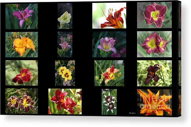 Day Lilies Acrylic Print featuring the photograph Day lily Collage by Yumi Johnson