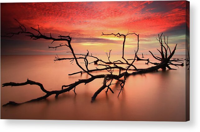 Tranquility Acrylic Print featuring the photograph Dead Trees On Summer Sunset by Fakrul Jamil Photography