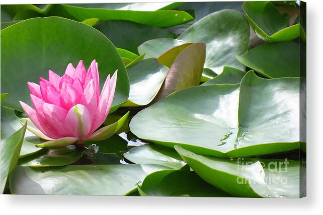 Pink Acrylic Print featuring the photograph Delicate Lily by Anita Adams