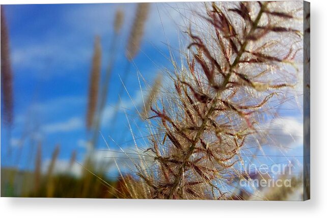 Art Acrylic Print featuring the photograph Desert Foliage by Chris Tarpening