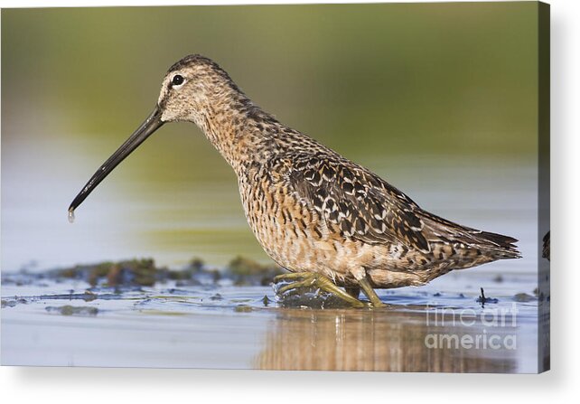 Long-billed Dowitcher Acrylic Print featuring the photograph Dowitcher in the water by Ruth Jolly