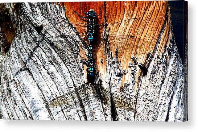 Colored Acrylic Print featuring the photograph Dragonfly Wings by Tranquil Light Photography