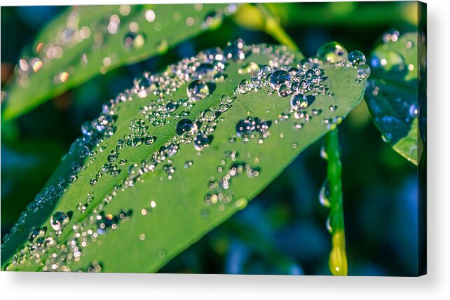 Abstract Acrylic Print featuring the photograph Droplets by Rob Sellers