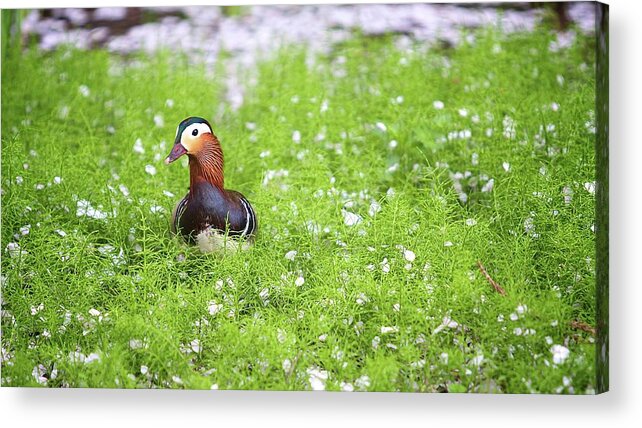 Grass Acrylic Print featuring the photograph Duck Among Blossoms by Jasohill Photography