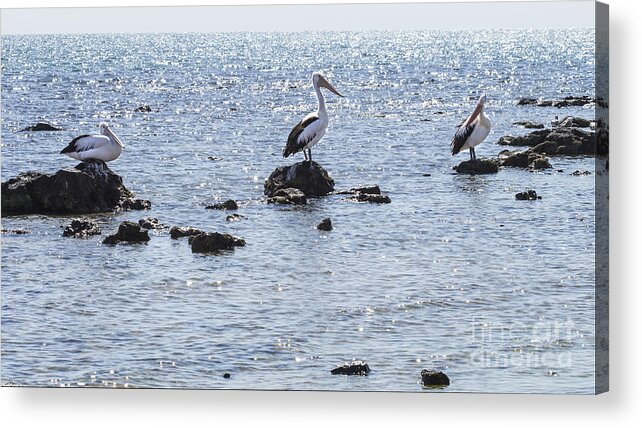 Pelican Acrylic Print featuring the photograph Each in their own place by Linda Lees