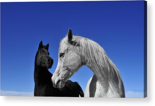 Black Horse Acrylic Print featuring the photograph Ebony and Ivory by Karen Slagle