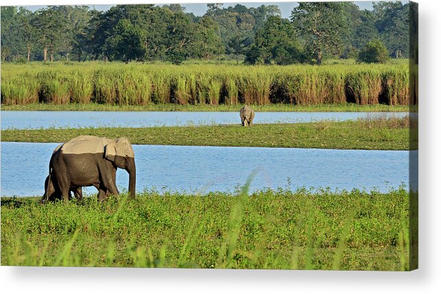 Grass Acrylic Print featuring the photograph Elephant Landscape by Safique Hazarika Photography