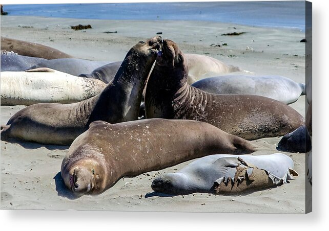 Elephant Seal Acrylic Print featuring the photograph Elephant Seals by Mike Ronnebeck