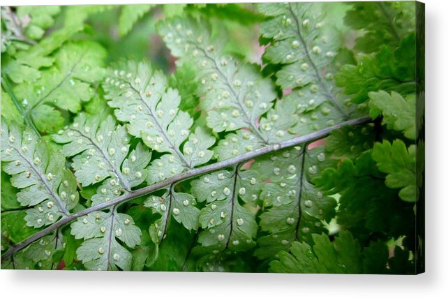 Fern Acrylic Print featuring the photograph Fern Spores and More by Cynthia Clark