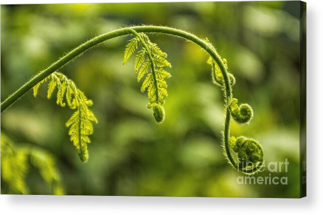 Leaf Acrylic Print featuring the photograph Fiddleheads by Peggy Hughes