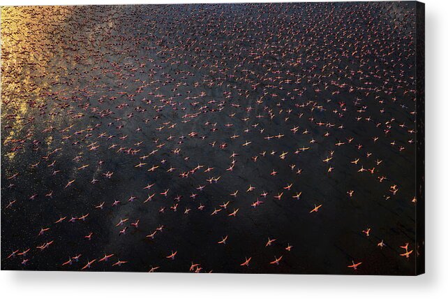 Aerial Acrylic Print featuring the photograph Flamingo by Phillip Chang