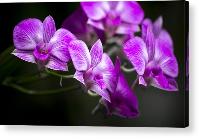 Flowers Acrylic Print featuring the photograph Fushia Orchid by Penny Lisowski