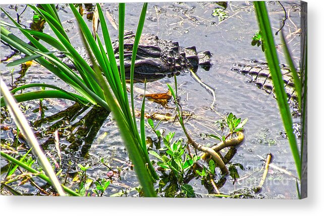 Gator Acrylic Print featuring the photograph Gator Baby by D Wallace
