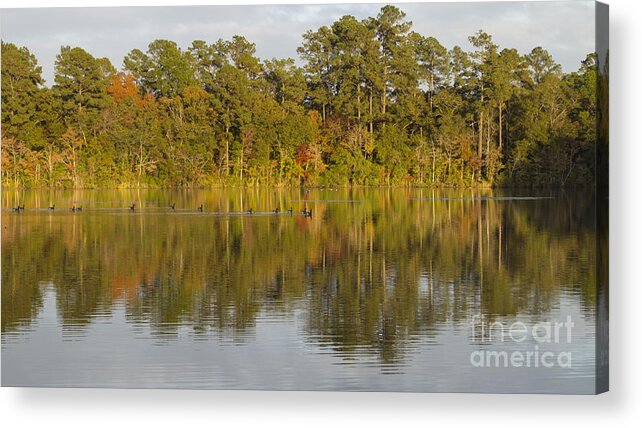 Goose Acrylic Print featuring the photograph Geese on the Lake in Autumn by MM Anderson