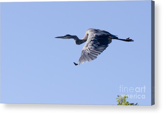 Great Blue Heron In Flight Acrylic Print featuring the photograph Great Blue in Flight by Heidi Farmer
