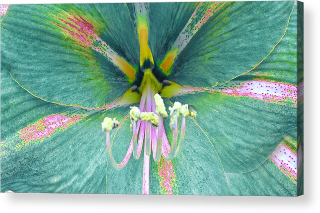  Summer Acrylic Print featuring the photograph Amaryllis by Dennis Dugan