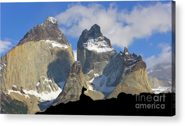 00345708 Acrylic Print featuring the photograph Guanaco and Cuernos del Paine by Yva Momatiuk John Eastcott
