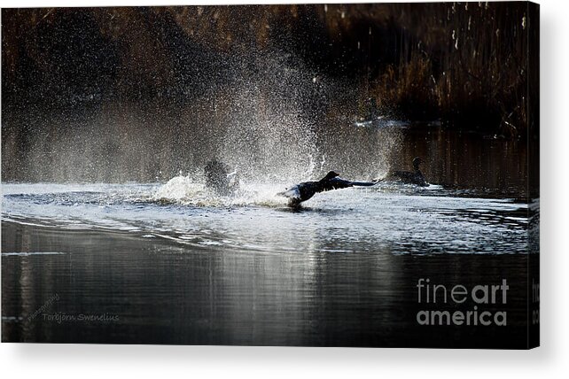 Hit The Road Goose...! Acrylic Print featuring the photograph Hit the Road Goose by Torbjorn Swenelius