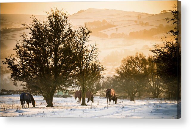 Dawn Acrylic Print featuring the photograph Horses in the snow by Neil Alexander Photography