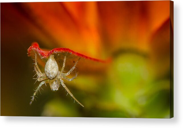 Macro Acrylic Print featuring the photograph I am spiderman by Tin Lung Chao