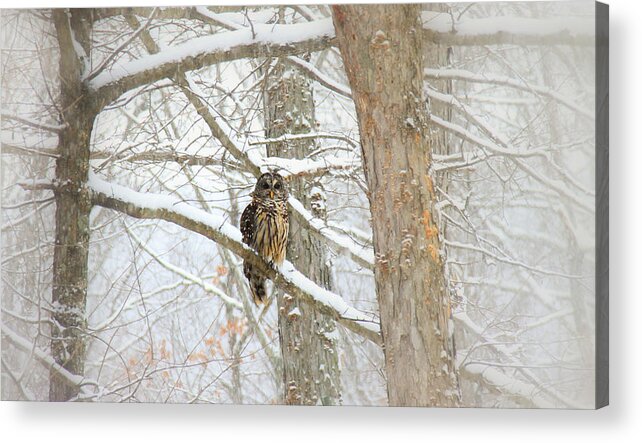 Winter Scene Acrylic Print featuring the digital art I Have My Eyes On You by Sharon Batdorf