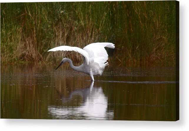 Bird Acrylic Print featuring the photograph I Look Pretty by Leticia Latocki