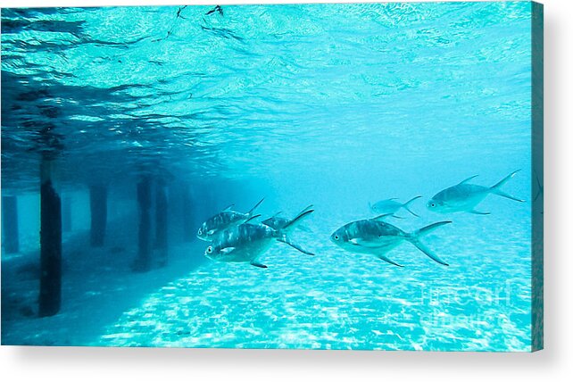 Animal Acrylic Print featuring the photograph In The Turquoise Water by Hannes Cmarits