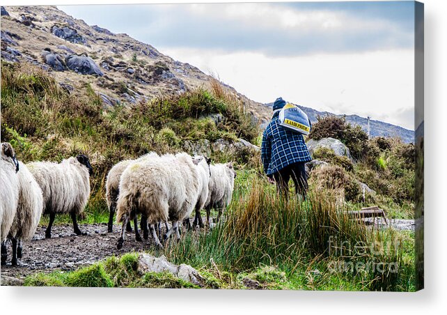 Ireland Acrylic Print featuring the photograph Lamb's Pride by Mary Carol Story