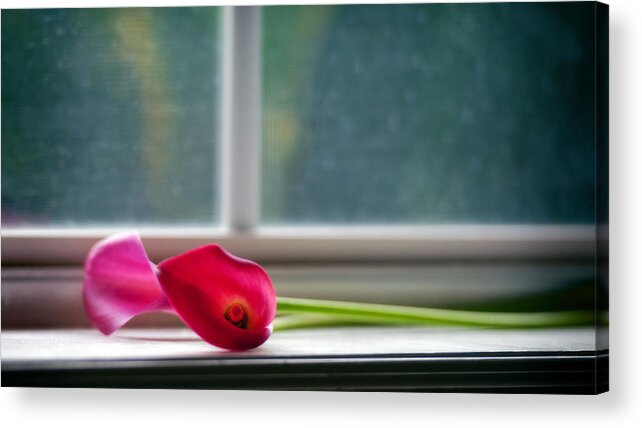 Lily Acrylic Print featuring the photograph Lily in window by Tammy Smith