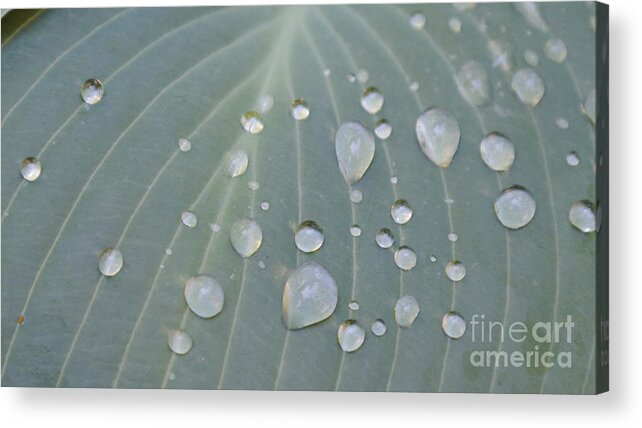  Acrylic Print featuring the photograph Lining Up by Sharron Cuthbertson