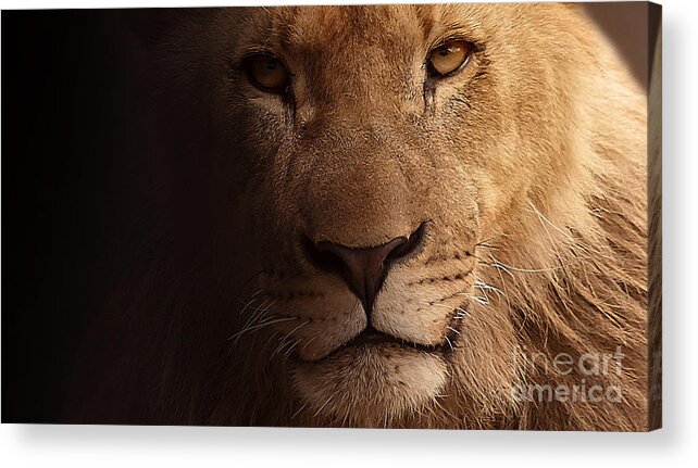 Lion Acrylic Print featuring the photograph Lion in darkness by Christine Sponchia