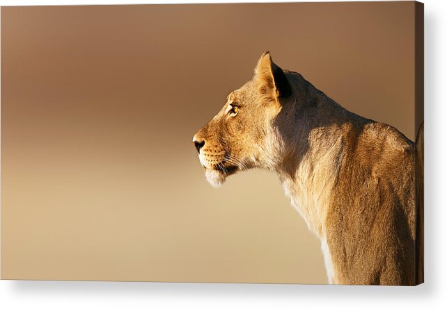 Lion Acrylic Print featuring the photograph Lioness portrait by Johan Swanepoel