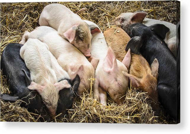 Bradley Clay Acrylic Print featuring the photograph Little Piggies by Bradley Clay