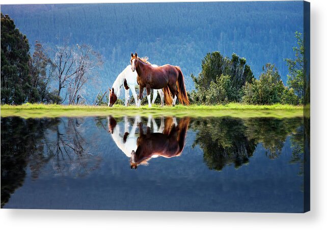 Horse Acrylic Print featuring the photograph Love - Reflection by Atomiczen