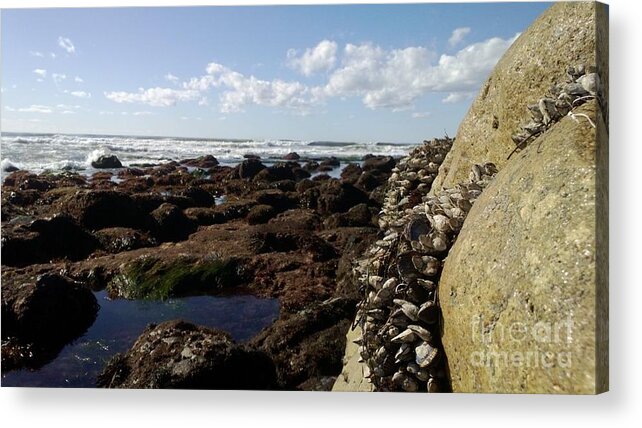 Tide Pools Of Cabrillo National Monument Acrylic Print featuring the photograph Low Tide Cabrillo National Monument by Dean Robinson