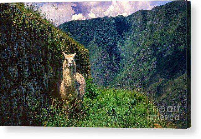 Peru Machu Pichu Lamas Mountains Machu Nostalgia Acrylic Print featuring the photograph Machu Pichu Lama by Rick Bragan