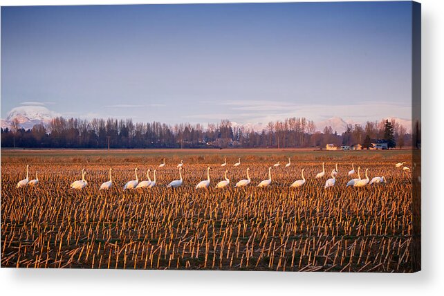 Birds Acrylic Print featuring the photograph March of the Swans by Mary Lee Dereske