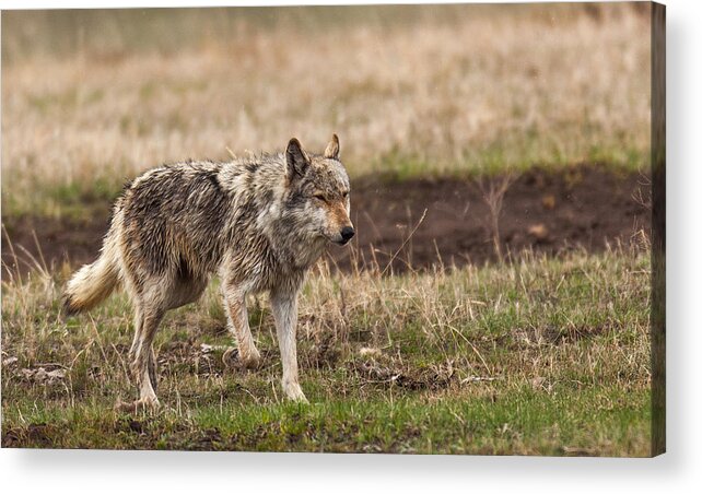 Wolf Acrylic Print featuring the photograph Middle Gray by Kevin Dietrich