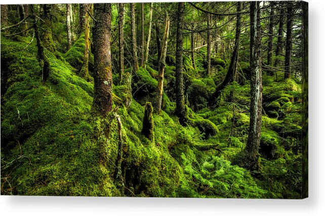 New Hampshire Acrylic Print featuring the photograph Moss Garden by Robert Clifford