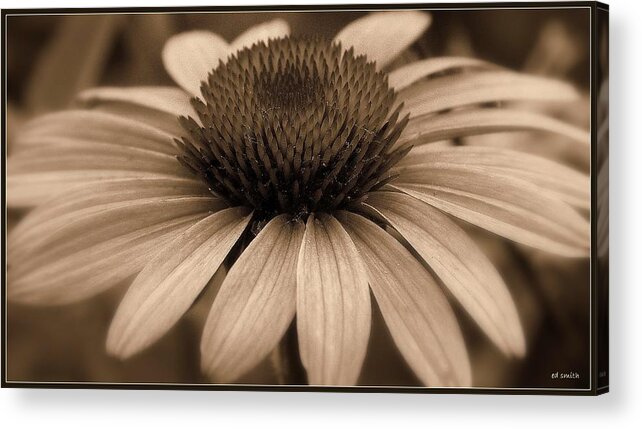 Mucho Marron Acrylic Print featuring the photograph Mucho Marron by Edward Smith