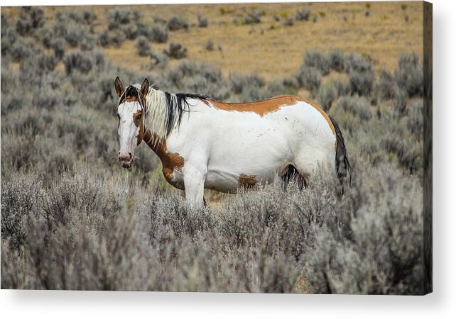 Feral Horses Acrylic Print featuring the photograph Munch Time by Kathleen Scanlan