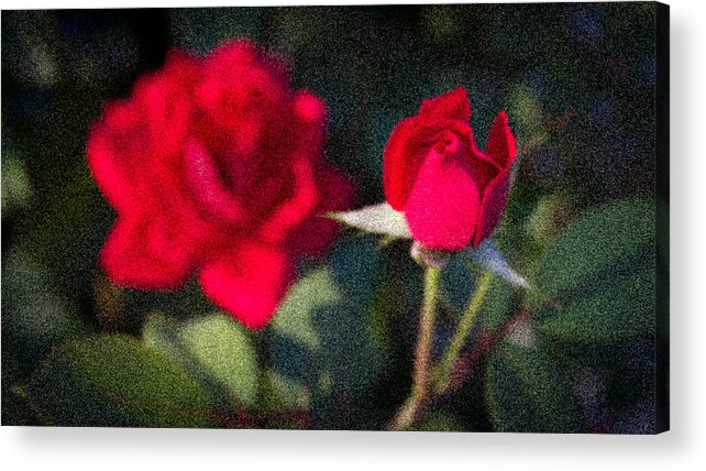 Rose Acrylic Print featuring the photograph Muted Beauty by Tim Stanley