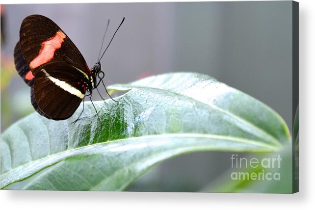 Butterfly Acrylic Print featuring the photograph My Pretty Butterfly by Carla Carson