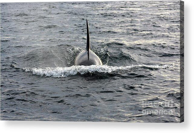 Orca Acrylic Print featuring the photograph Orca Approach by Gayle Swigart