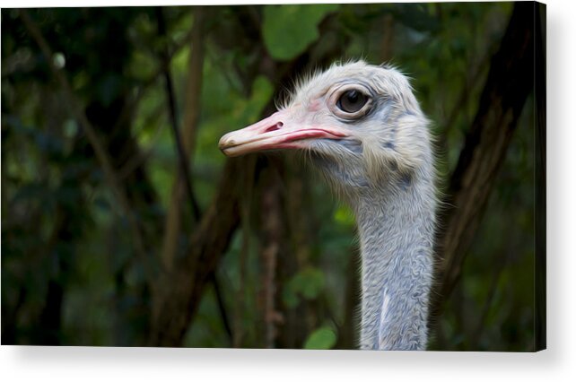 Ostrich Acrylic Print featuring the photograph Ostrich head by Aged Pixel