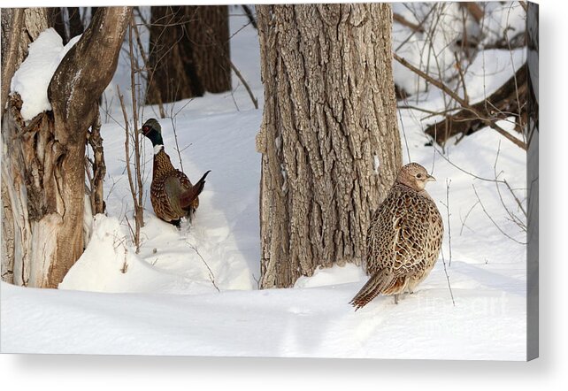 Rooster Acrylic Print featuring the photograph Pheasant pair by Lori Tordsen