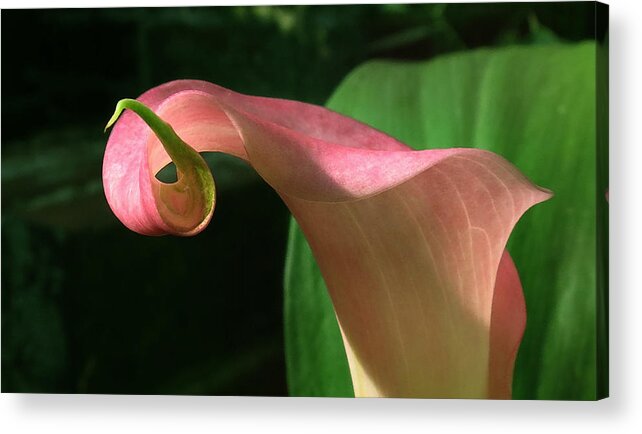 Calla Acrylic Print featuring the photograph Pink Curve by Deborah Smith